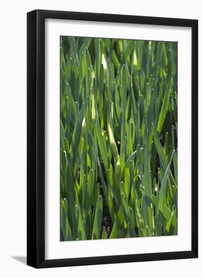 Daffodil Leaves-Anna Miller-Framed Photographic Print