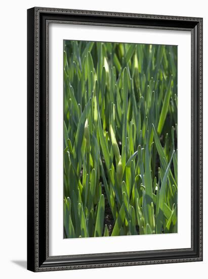 Daffodil Leaves-Anna Miller-Framed Photographic Print