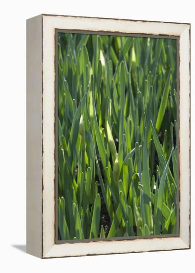 Daffodil Leaves-Anna Miller-Framed Premier Image Canvas
