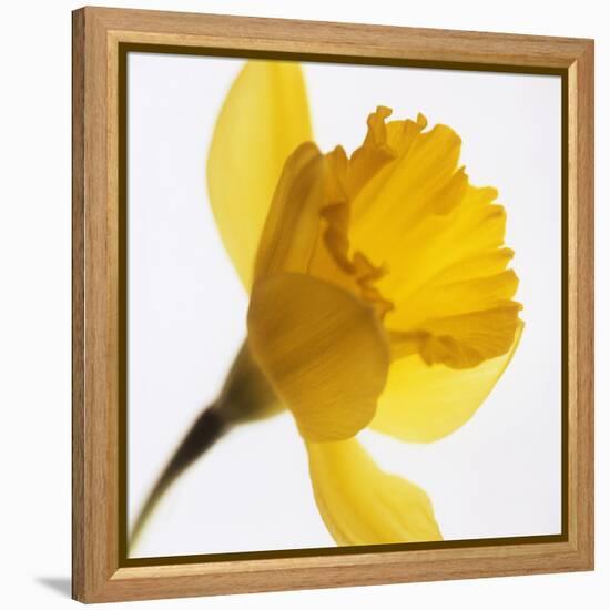 Daffodil (Narcissus Sp.)-Cristina-Framed Premier Image Canvas