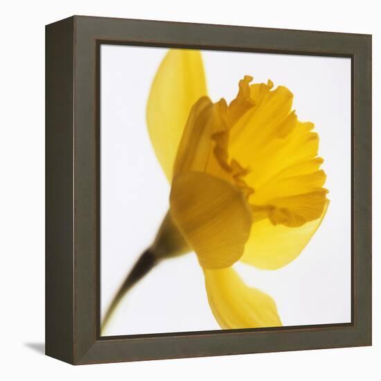 Daffodil (Narcissus Sp.)-Cristina-Framed Premier Image Canvas