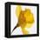 Daffodil (Narcissus Sp.)-Cristina-Framed Premier Image Canvas