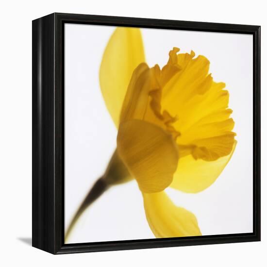 Daffodil (Narcissus Sp.)-Cristina-Framed Premier Image Canvas