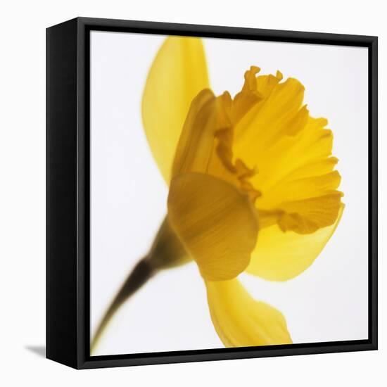 Daffodil (Narcissus Sp.)-Cristina-Framed Premier Image Canvas