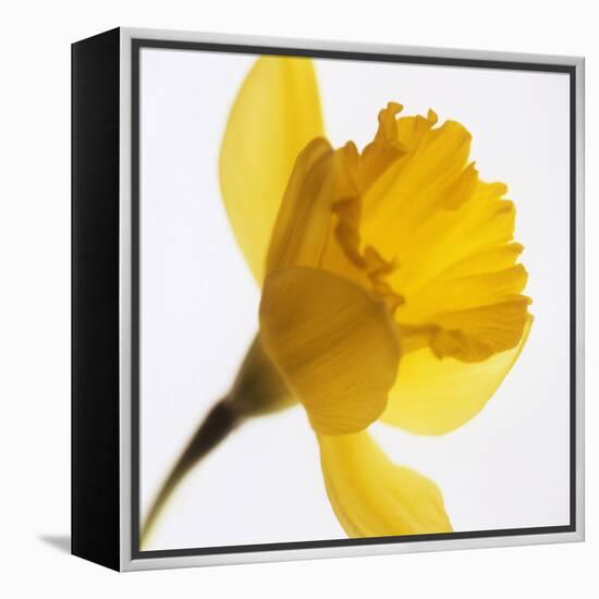 Daffodil (Narcissus Sp.)-Cristina-Framed Premier Image Canvas