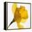 Daffodil (Narcissus Sp.)-Cristina-Framed Premier Image Canvas