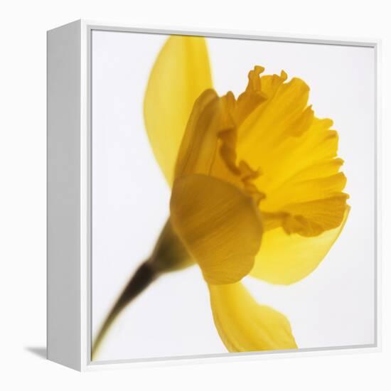 Daffodil (Narcissus Sp.)-Cristina-Framed Premier Image Canvas