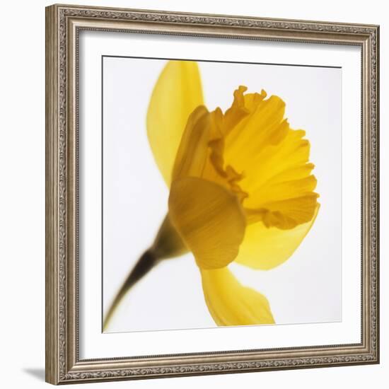 Daffodil (Narcissus Sp.)-Cristina-Framed Premium Photographic Print