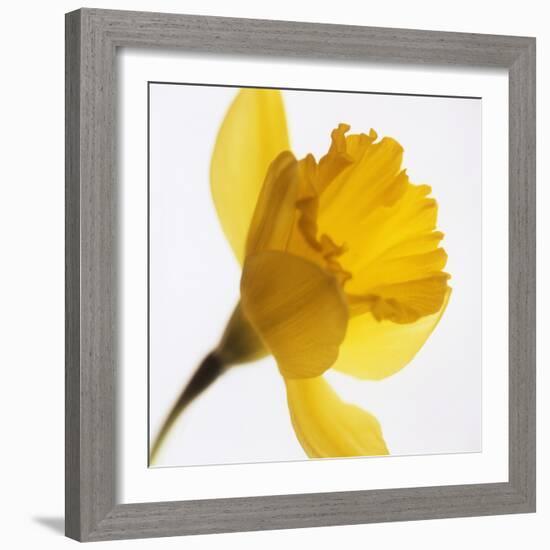 Daffodil (Narcissus Sp.)-Cristina-Framed Premium Photographic Print