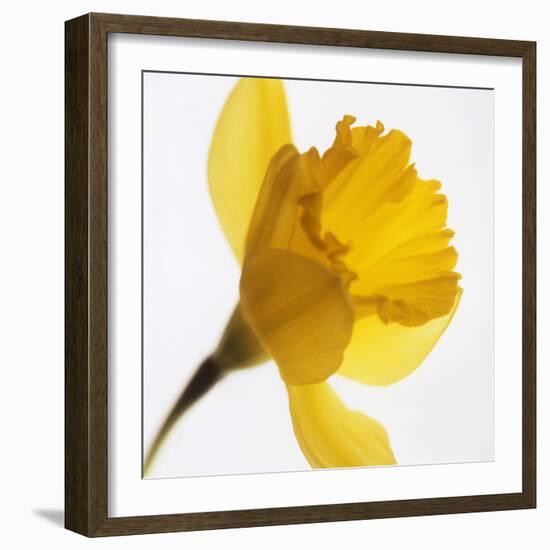 Daffodil (Narcissus Sp.)-Cristina-Framed Premium Photographic Print