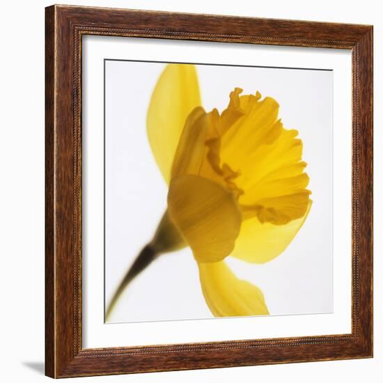 Daffodil (Narcissus Sp.)-Cristina-Framed Premium Photographic Print