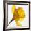 Daffodil (Narcissus Sp.)-Cristina-Framed Premium Photographic Print