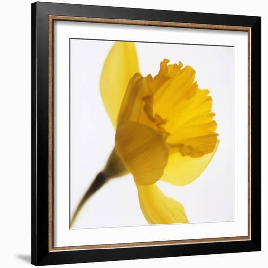 Daffodil (Narcissus Sp.)-Cristina-Framed Premium Photographic Print