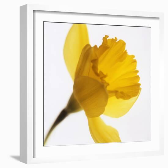 Daffodil (Narcissus Sp.)-Cristina-Framed Premium Photographic Print