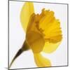 Daffodil (Narcissus Sp.)-Cristina-Mounted Premium Photographic Print