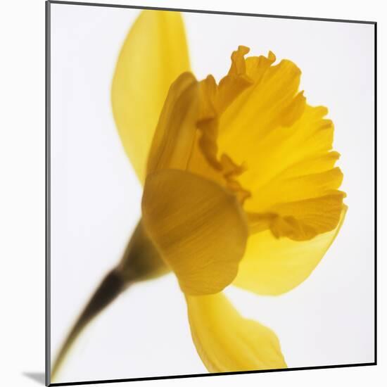 Daffodil (Narcissus Sp.)-Cristina-Mounted Premium Photographic Print