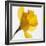 Daffodil (Narcissus Sp.)-Cristina-Framed Premium Photographic Print