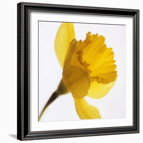 Daffodil (Narcissus Sp.)-Cristina-Framed Premium Photographic Print