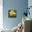 Daffodil (Narcissus Sp.)-Cristina-Premium Photographic Print displayed on a wall