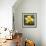 Daffodil (Narcissus Sp.)-Cristina-Framed Premium Photographic Print displayed on a wall