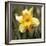 Daffodil (Narcissus Sp.)-Cristina-Framed Premium Photographic Print