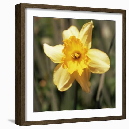 Daffodil (Narcissus Sp.)-Cristina-Framed Premium Photographic Print