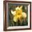 Daffodil (Narcissus Sp.)-Cristina-Framed Premium Photographic Print