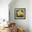 Daffodil (Narcissus Sp.)-Cristina-Framed Premium Photographic Print displayed on a wall