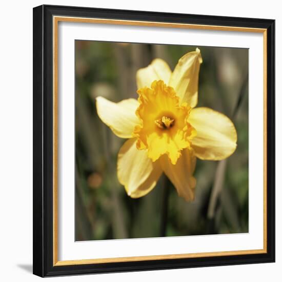 Daffodil (Narcissus Sp.)-Cristina-Framed Premium Photographic Print