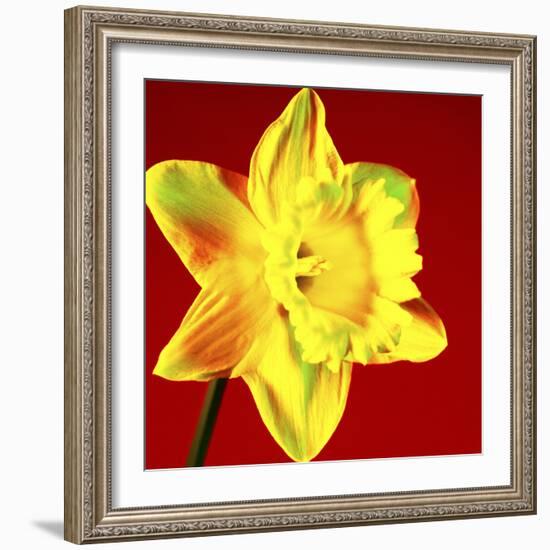 Daffodil (Narcissus Sp.)-Johnny Greig-Framed Premium Photographic Print