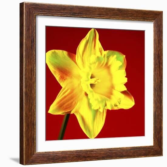 Daffodil (Narcissus Sp.)-Johnny Greig-Framed Premium Photographic Print