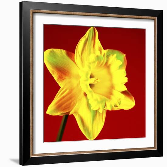 Daffodil (Narcissus Sp.)-Johnny Greig-Framed Premium Photographic Print