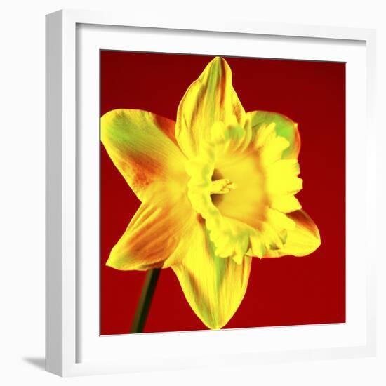 Daffodil (Narcissus Sp.)-Johnny Greig-Framed Premium Photographic Print