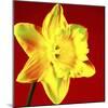 Daffodil (Narcissus Sp.)-Johnny Greig-Mounted Premium Photographic Print