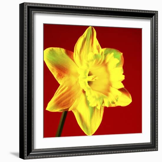 Daffodil (Narcissus Sp.)-Johnny Greig-Framed Premium Photographic Print