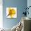 Daffodil (Narcissus Sp.)-Cristina-Photographic Print displayed on a wall