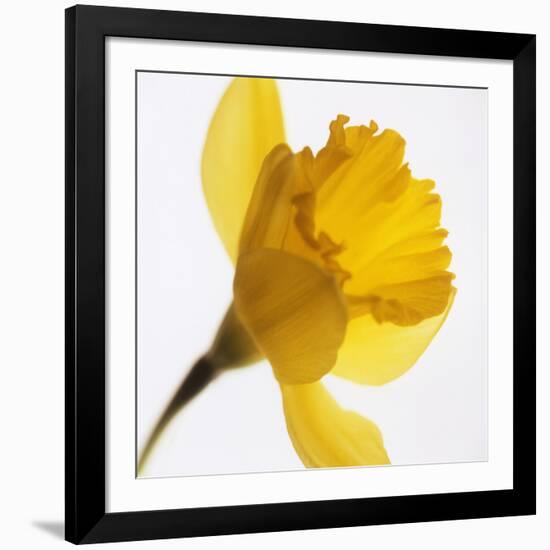 Daffodil (Narcissus Sp.)-Cristina-Framed Photographic Print