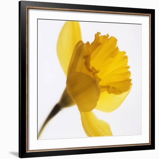 Daffodil (Narcissus Sp.)-Cristina-Framed Photographic Print