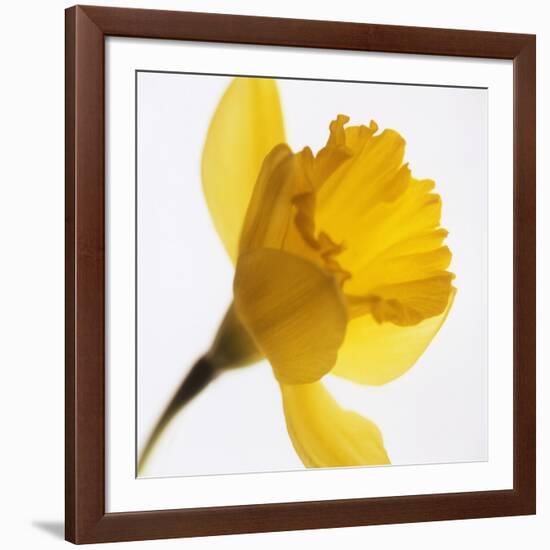 Daffodil (Narcissus Sp.)-Cristina-Framed Photographic Print