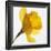 Daffodil (Narcissus Sp.)-Cristina-Framed Photographic Print