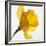 Daffodil (Narcissus Sp.)-Cristina-Framed Photographic Print