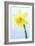 Daffodil (Narcissus Sp.)-Lawrence Lawry-Framed Photographic Print