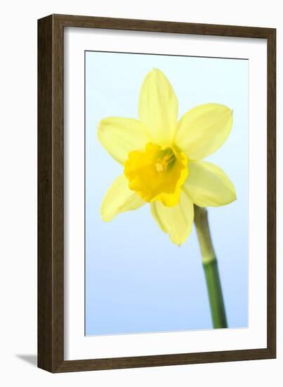 Daffodil (Narcissus Sp.)-Lawrence Lawry-Framed Photographic Print