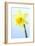 Daffodil (Narcissus Sp.)-Lawrence Lawry-Framed Photographic Print