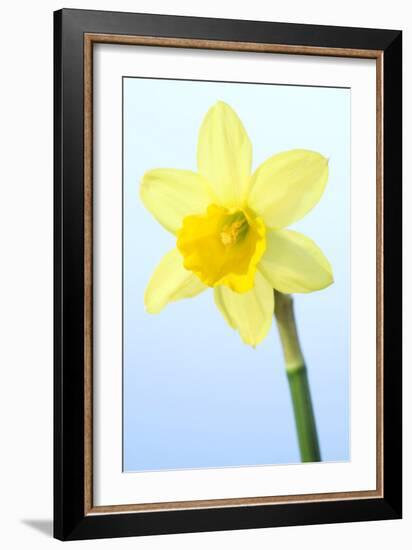 Daffodil (Narcissus Sp.)-Lawrence Lawry-Framed Photographic Print