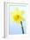 Daffodil (Narcissus Sp.)-Lawrence Lawry-Framed Photographic Print