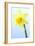 Daffodil (Narcissus Sp.)-Lawrence Lawry-Framed Photographic Print