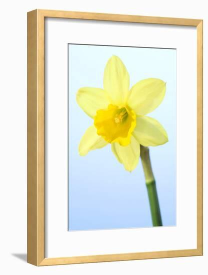 Daffodil (Narcissus Sp.)-Lawrence Lawry-Framed Photographic Print