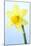 Daffodil (Narcissus Sp.)-Lawrence Lawry-Mounted Photographic Print