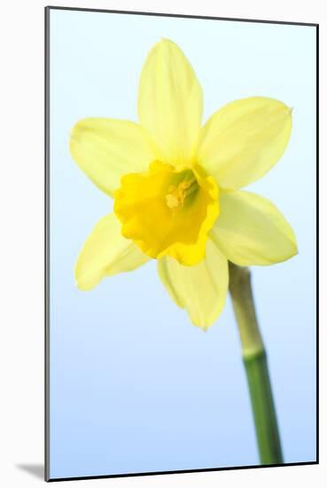 Daffodil (Narcissus Sp.)-Lawrence Lawry-Mounted Photographic Print